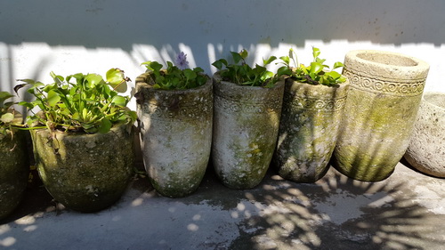 bali garden pot