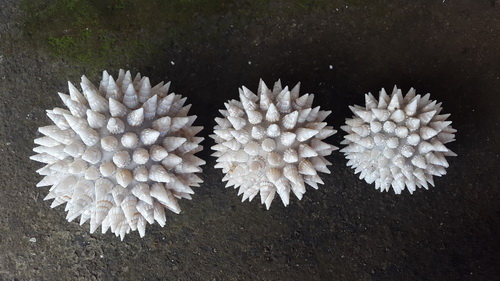 seashell macrame art